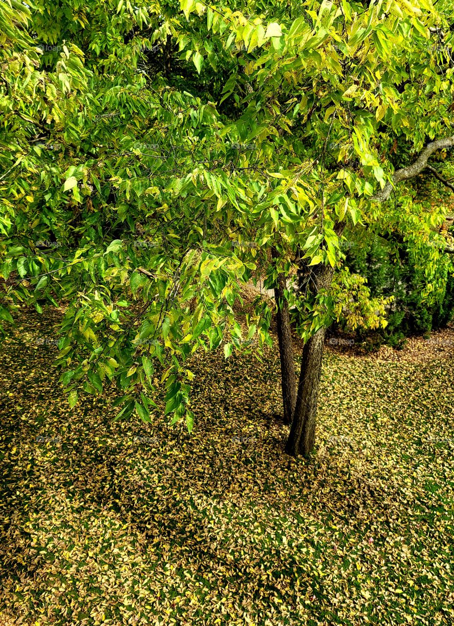 Fall in my backyard.