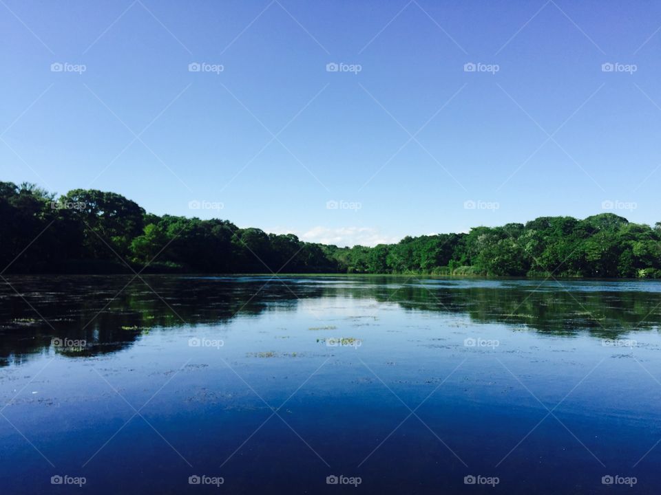 Reflection of trees on lake