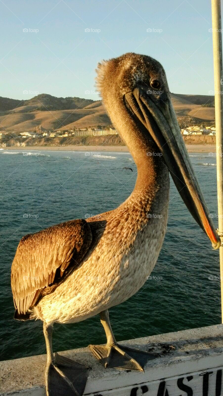 Pismo Pelican