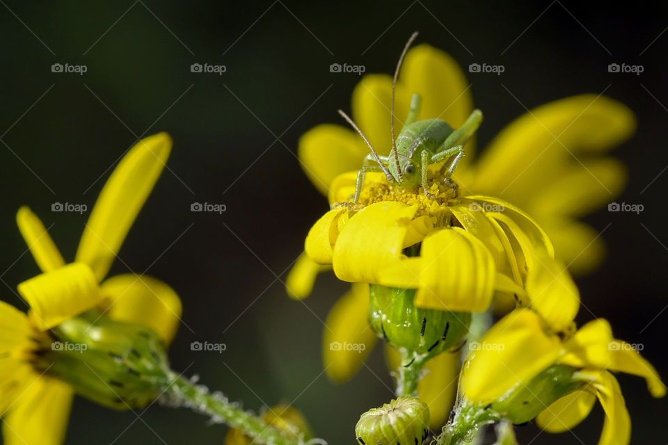flowers yellow nature macro by yahavesh