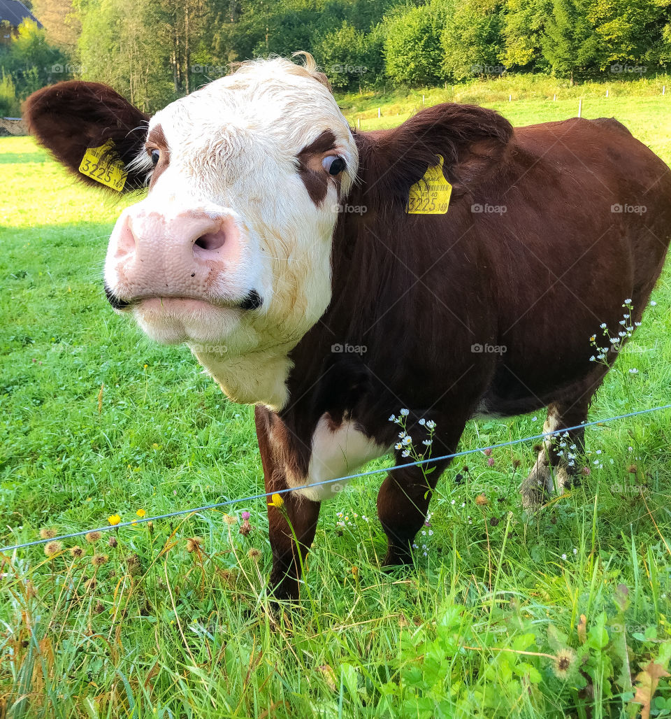 Smiling brown and white beef 