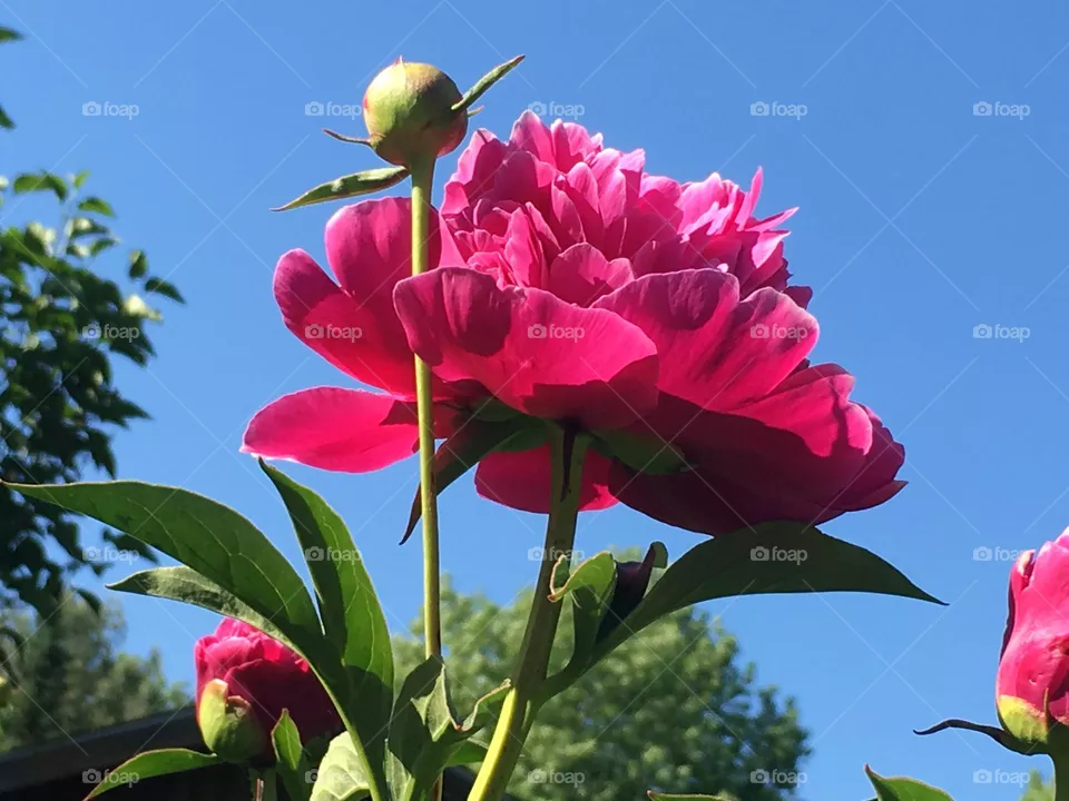 Pink cottage peony flower and bud against clear blue sky in summer, Maine.