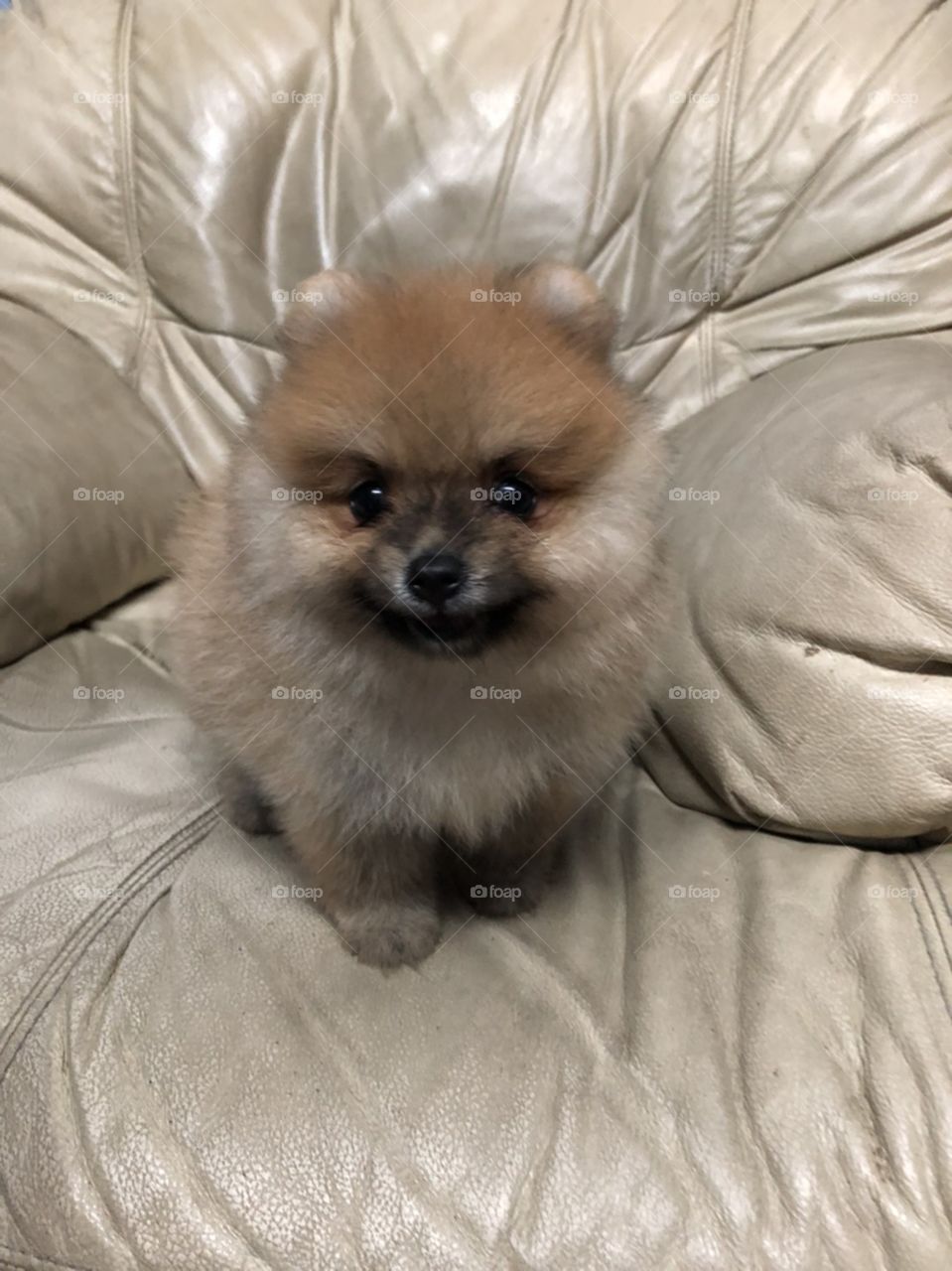 small puppy  " pomeranian"  on sofa