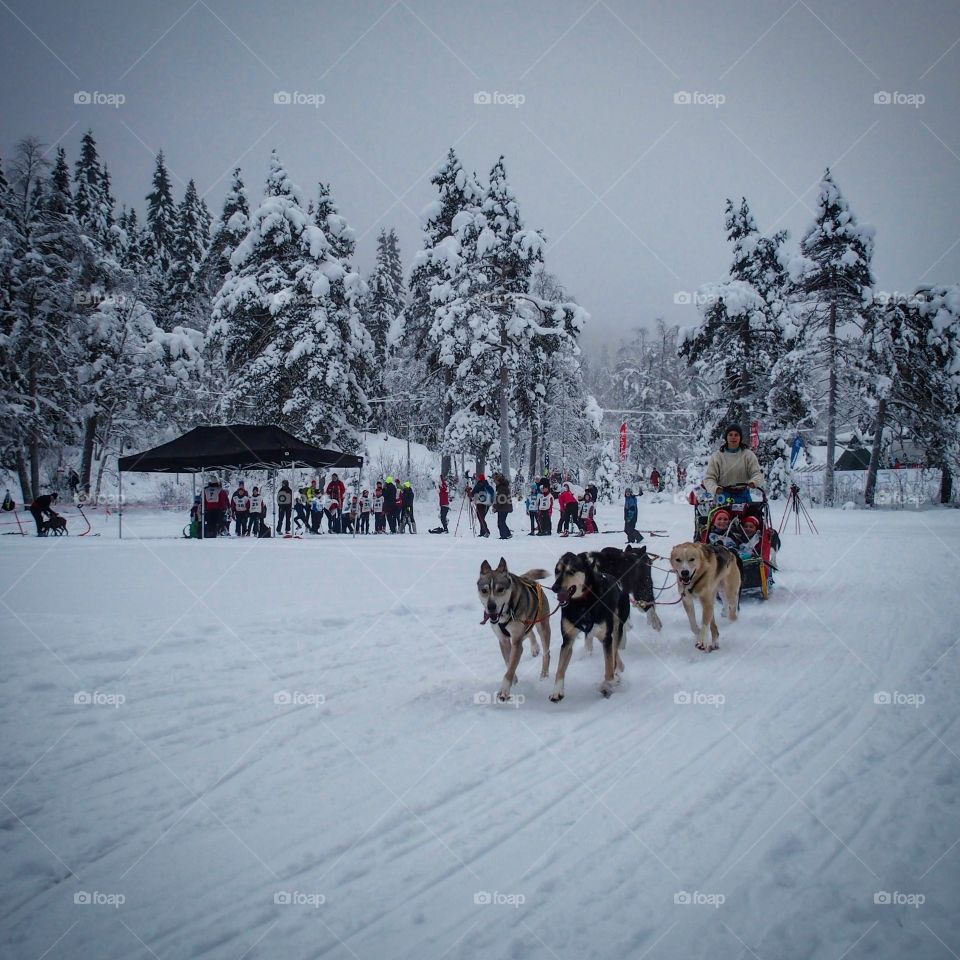 Dogsledding