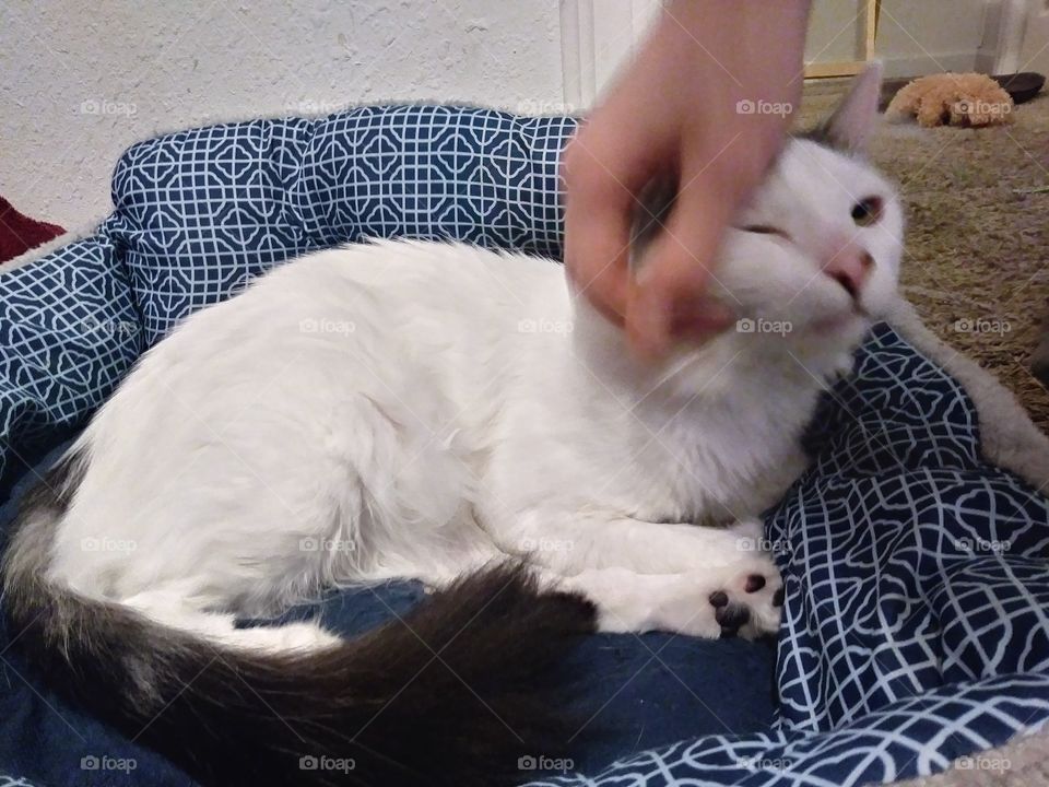 A white male cat getting pets from his owner 💖