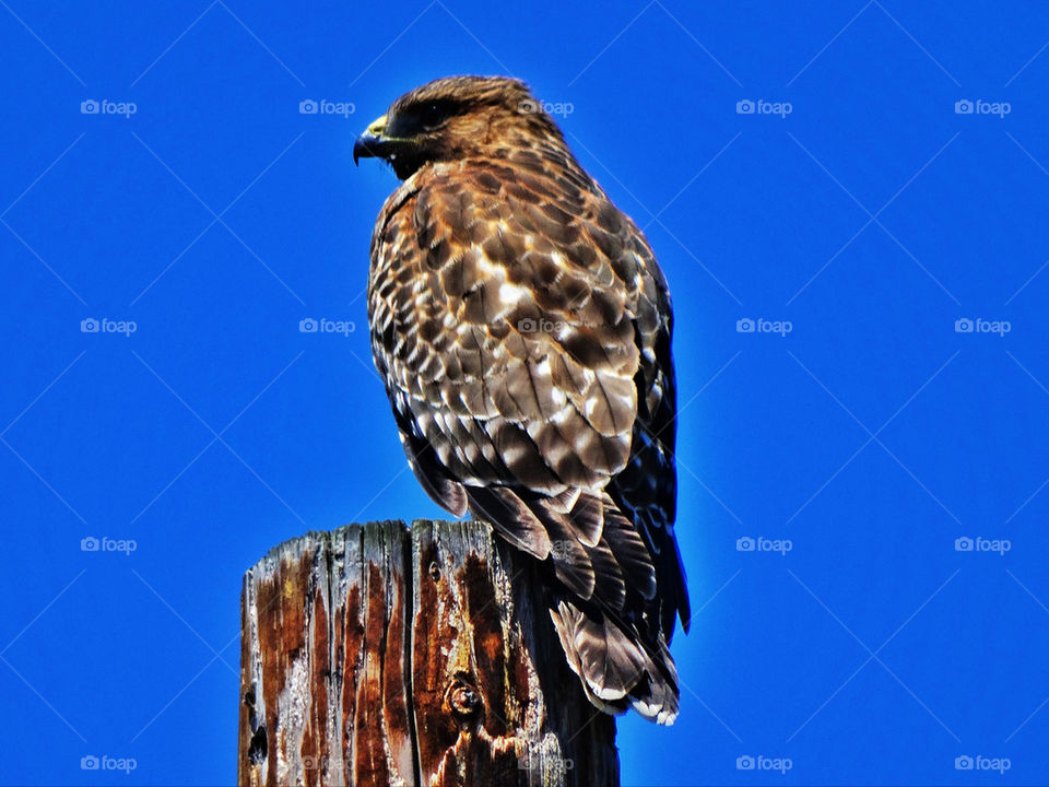 Hawk perched on a telephone pole