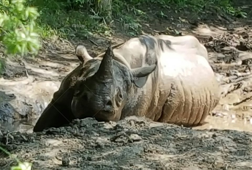 rhino stare