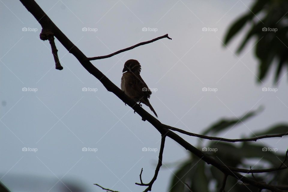 sparrows perched on branches
