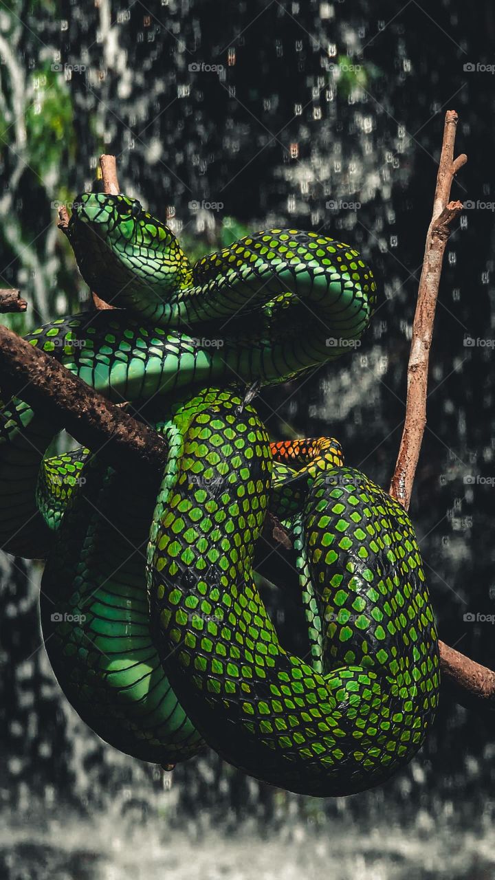 discovery of the snake Trimeresurus sumatranus in the forests of Malaysia,