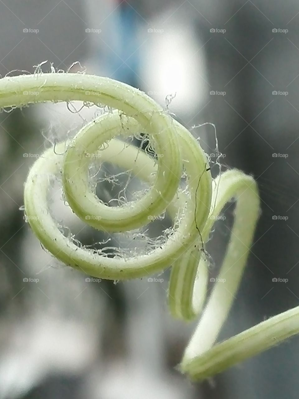 Closeup of curled stem of plant