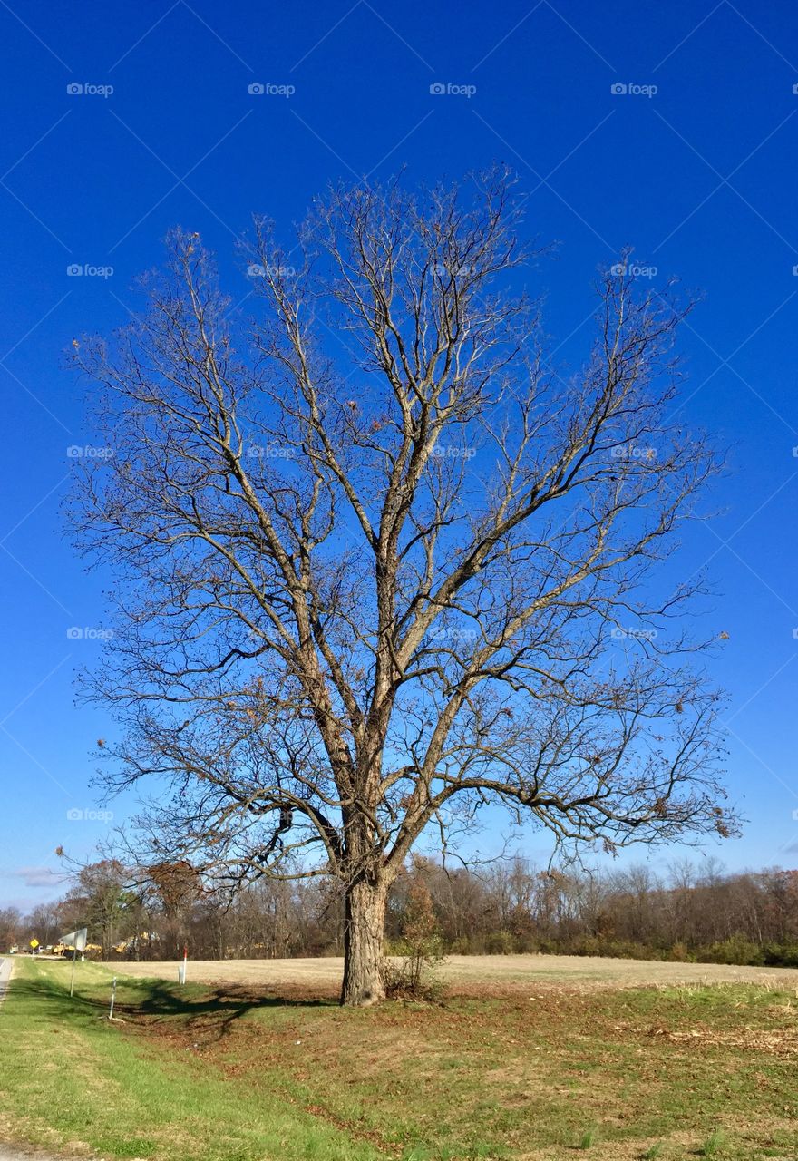Winter in the South is crisp, clear air and trees without their leaves.