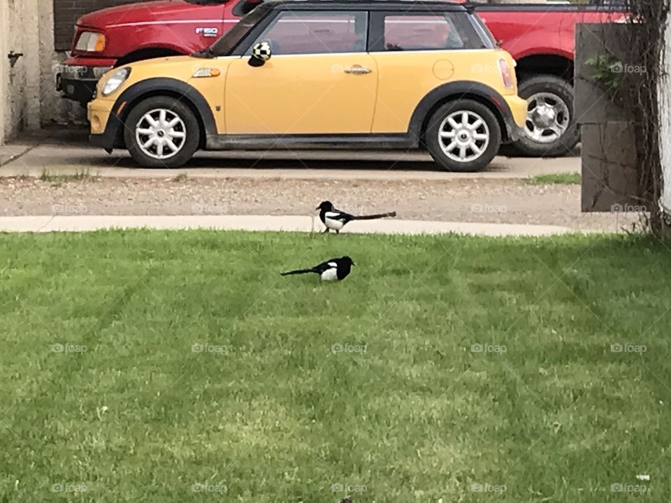 Two magpies on the lawn.