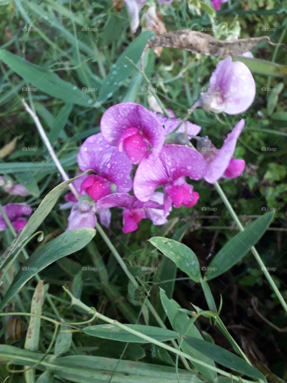 violet  sweet peas after rain