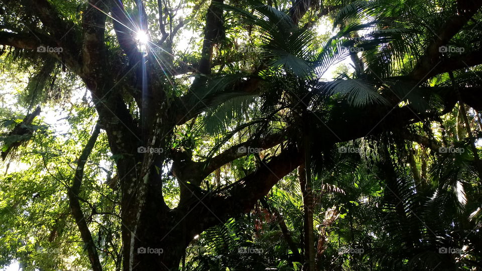 Troncos Árvore Mata