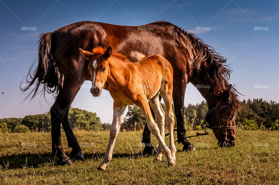 Mother horse and her baby