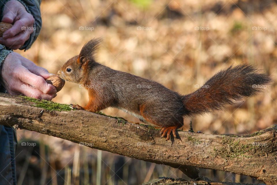 Red squirrel coming for nuts