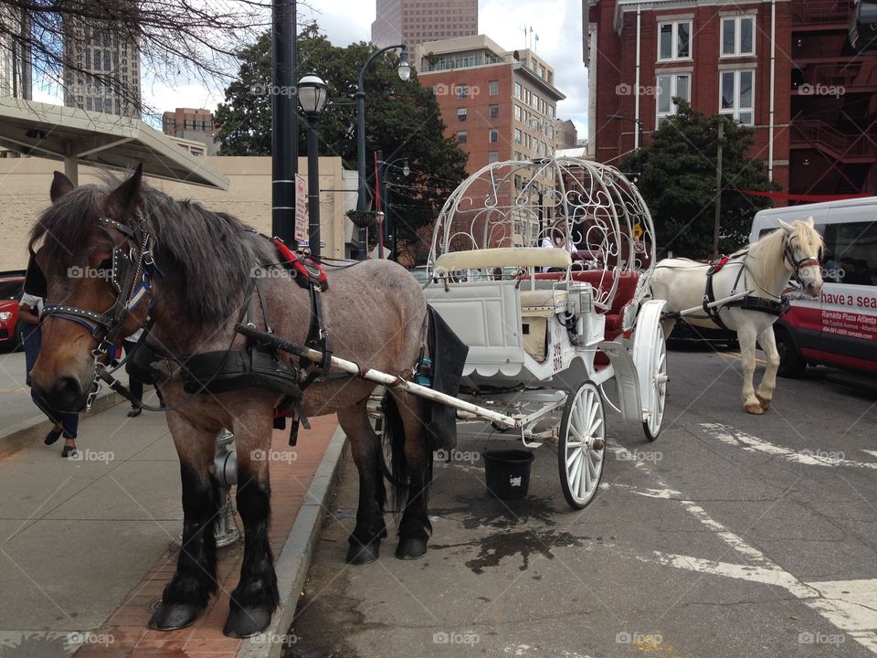 Horse-drawn carriages