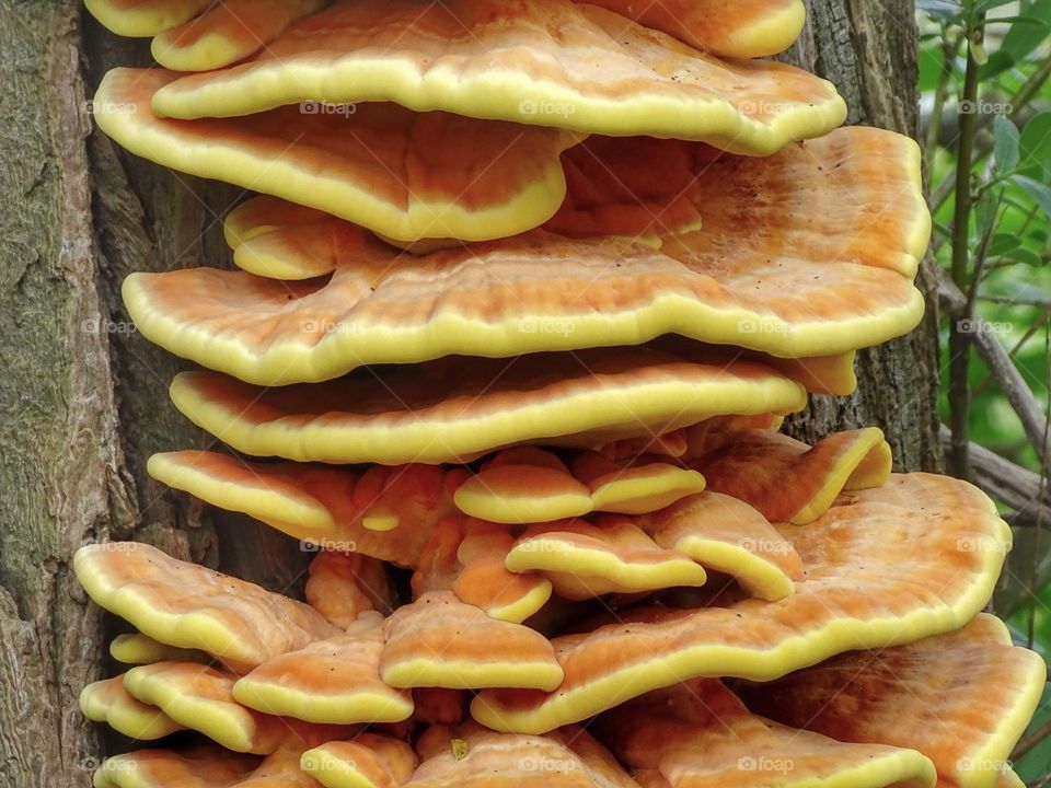 Brancket fungus