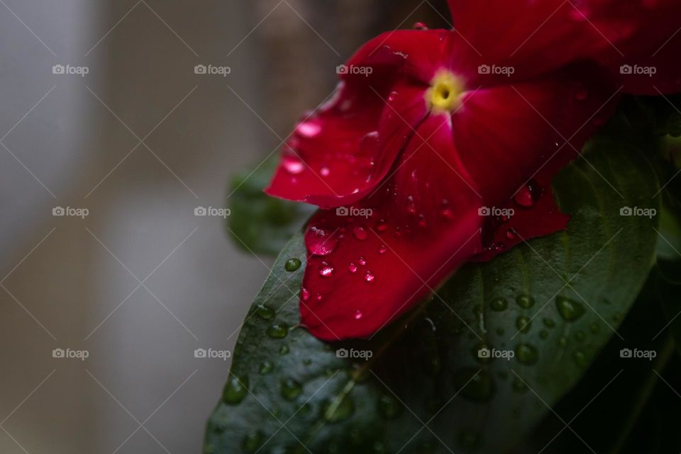 Vinca after the rain 