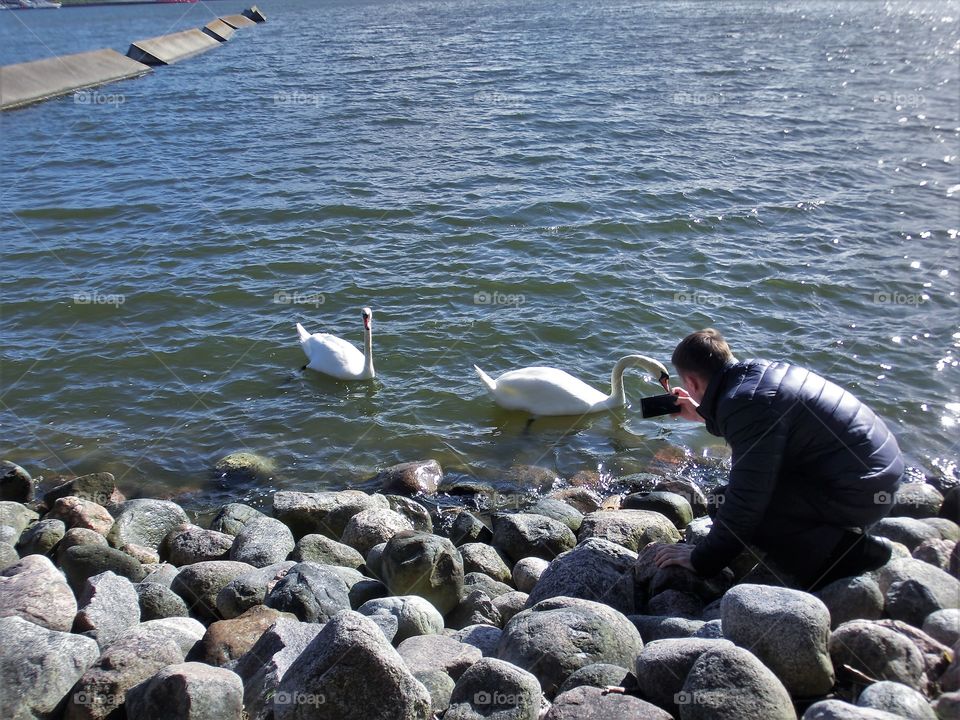 Photographing swans