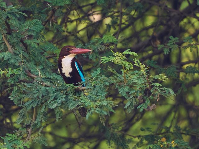 King fisher bird - Sitting on a tree in a forest 