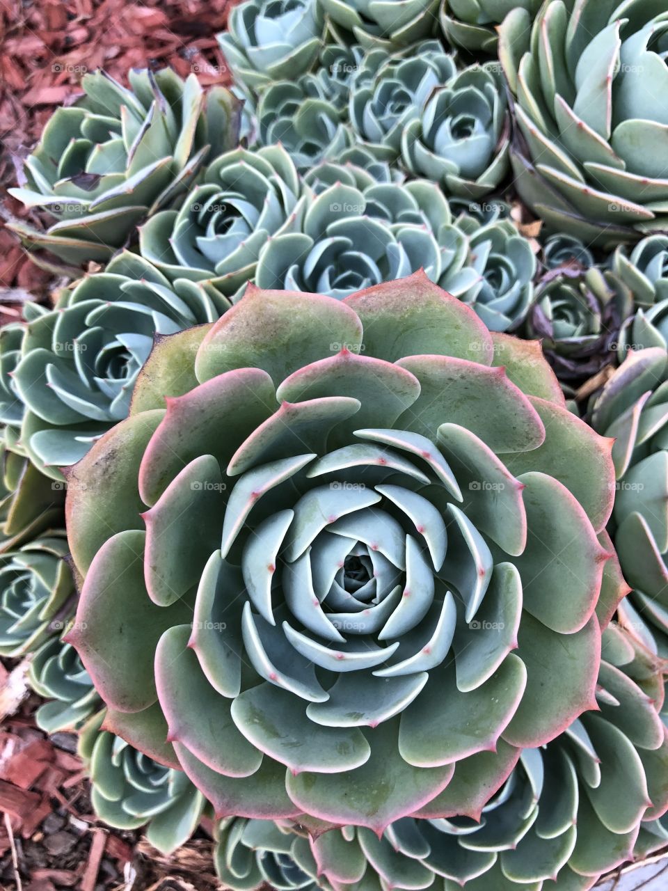 Succulent plants in the garden 