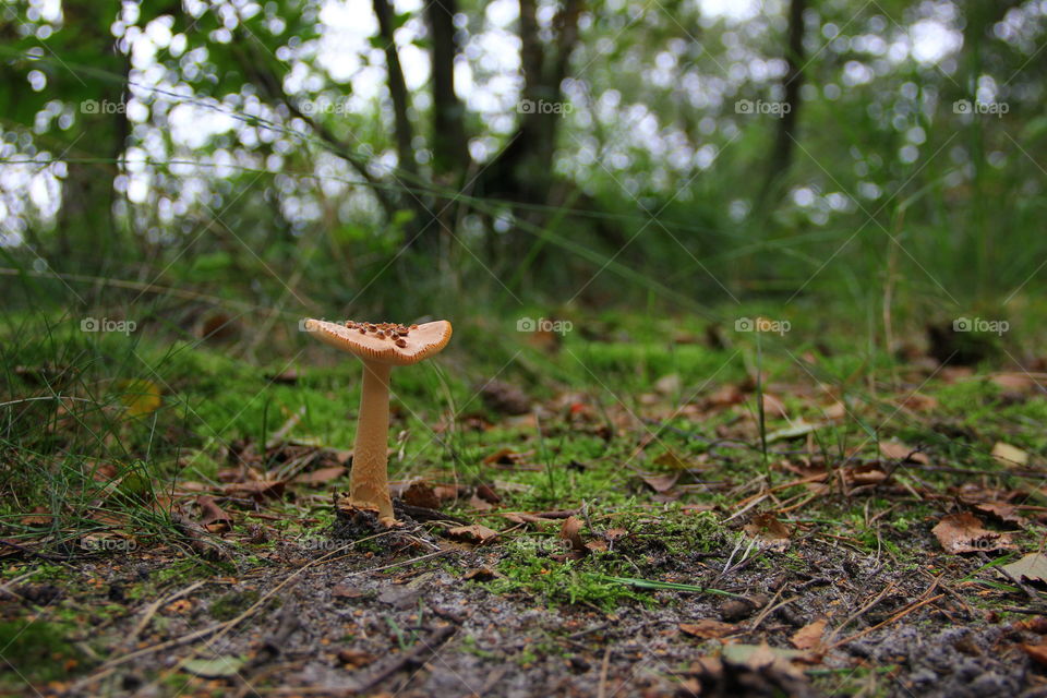 at the level of a mushroom