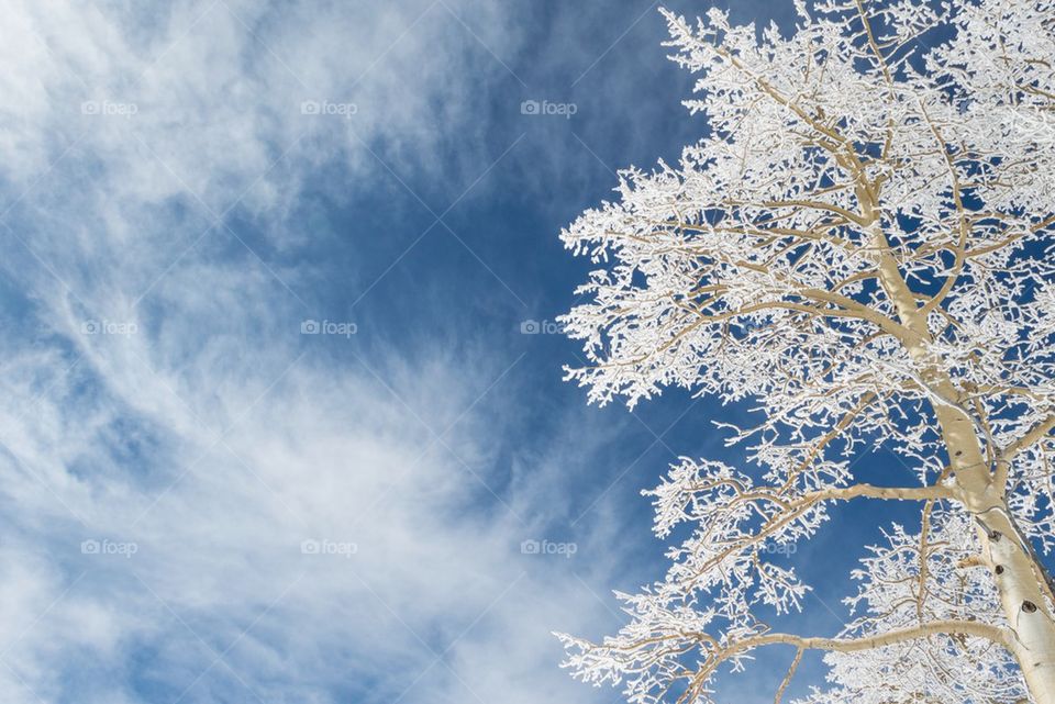 Looking up at a snow covered aspen