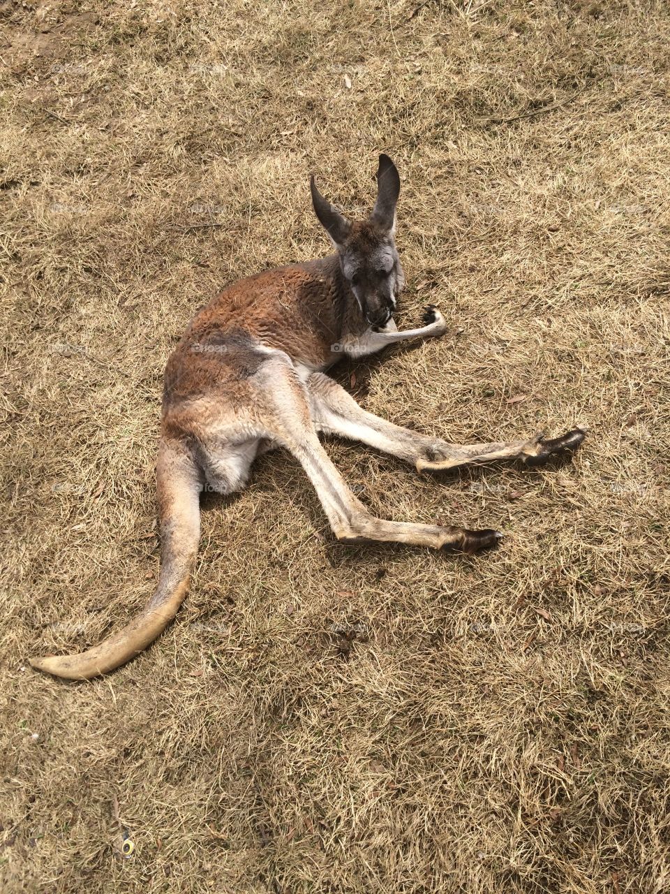 Kangaroo. This photo was taken on an iPhone 6s. 