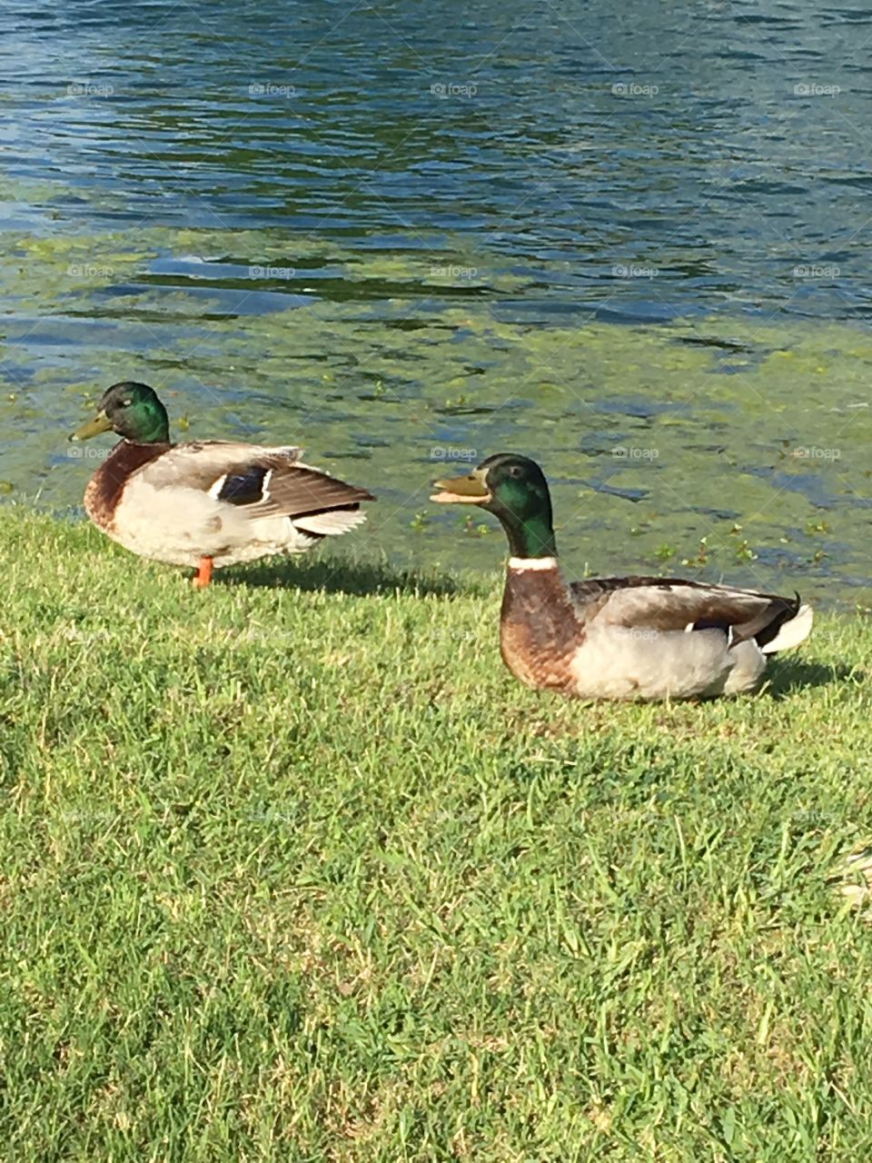 Duck, Bird, Goose, Waterfowl, Mallard