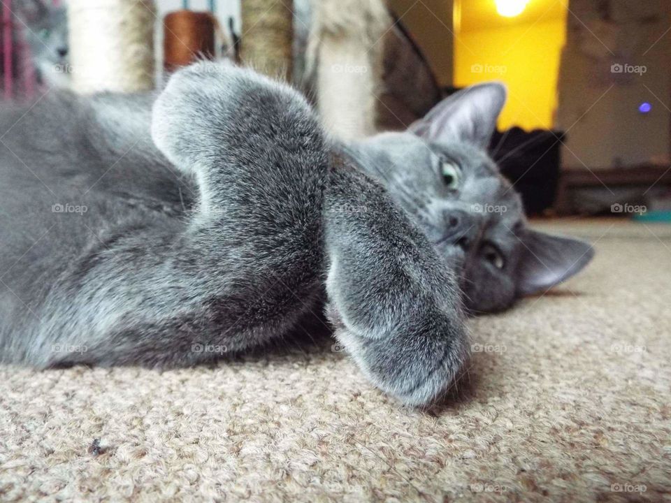 resting on the floor