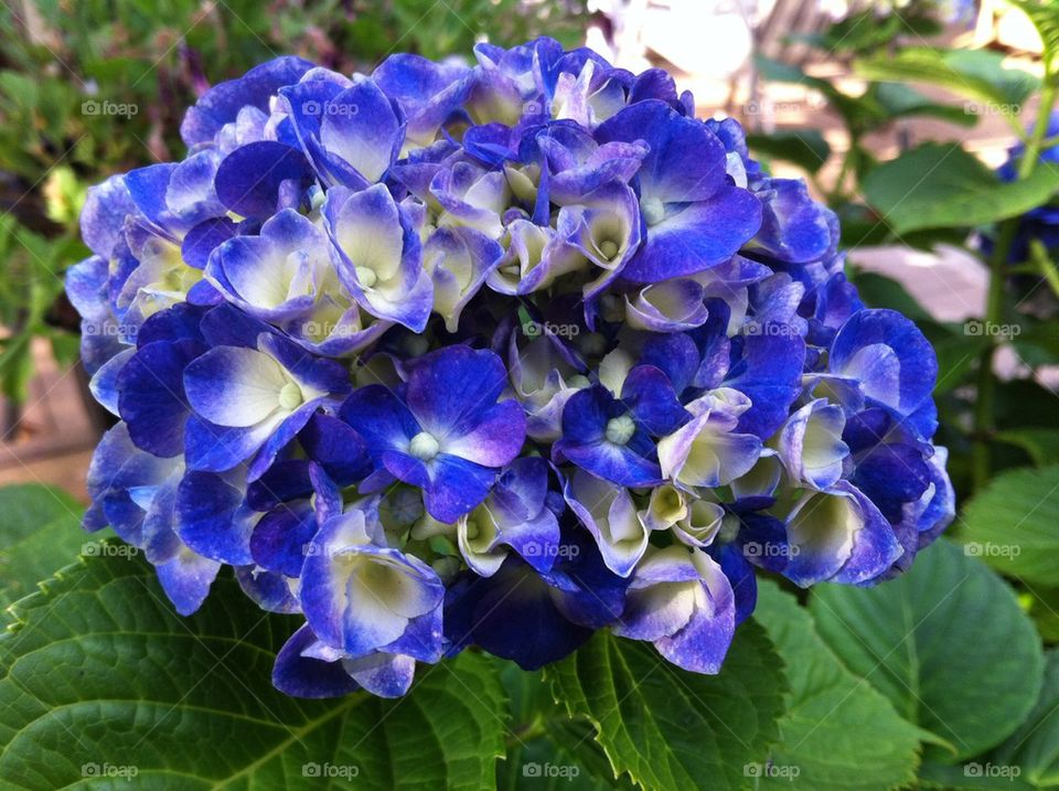 Hydrangea