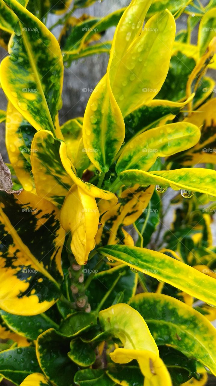 beautiful croton plant after rain