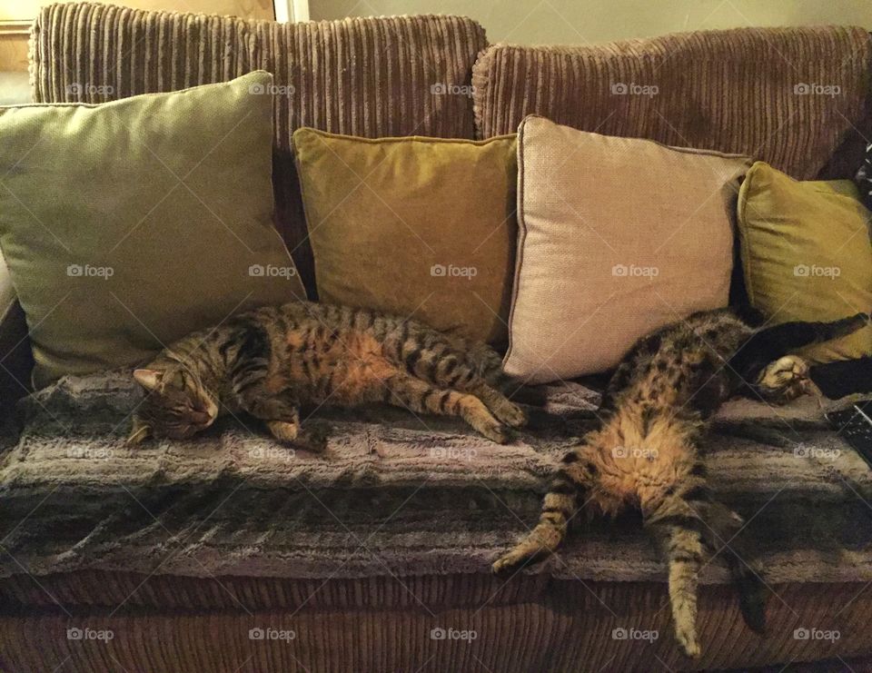 Two cats napping on sofa