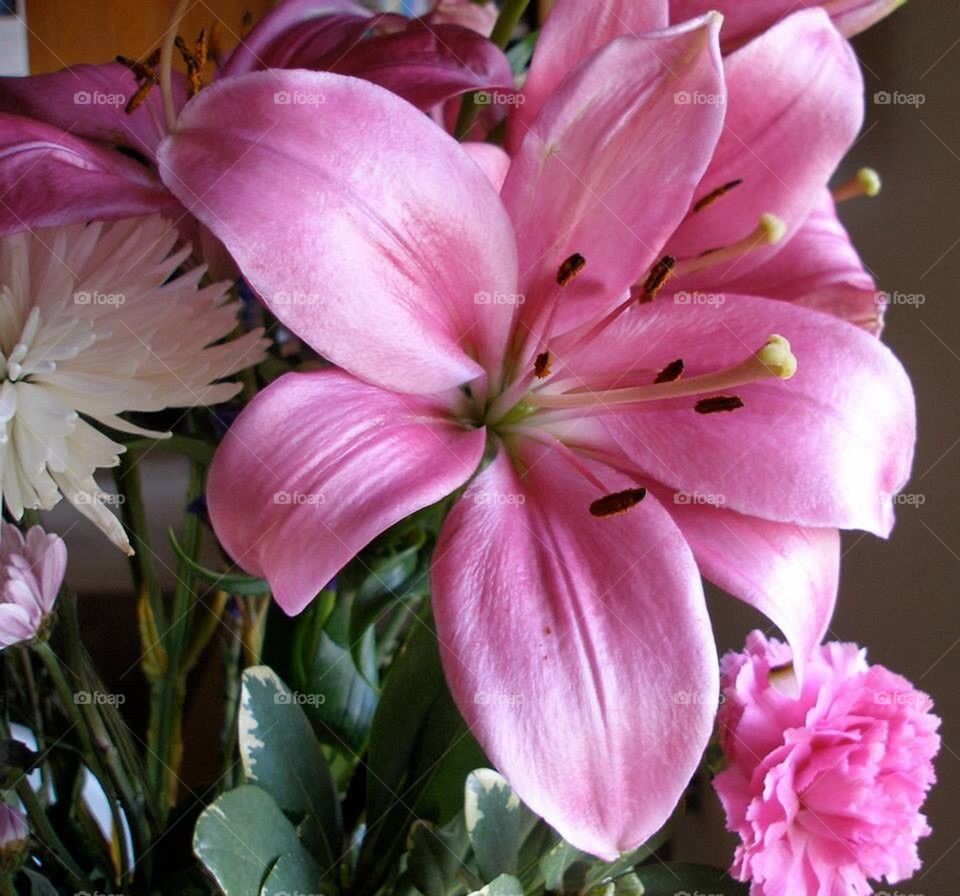 Pink Lilly 