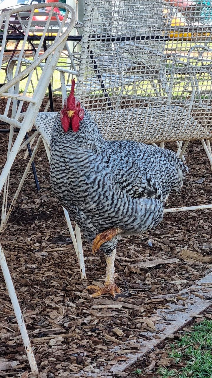 when a chicken poses for a pick.