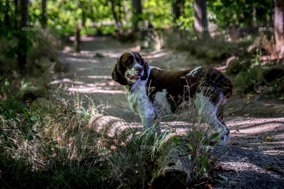 Happy dog in the park in the morning