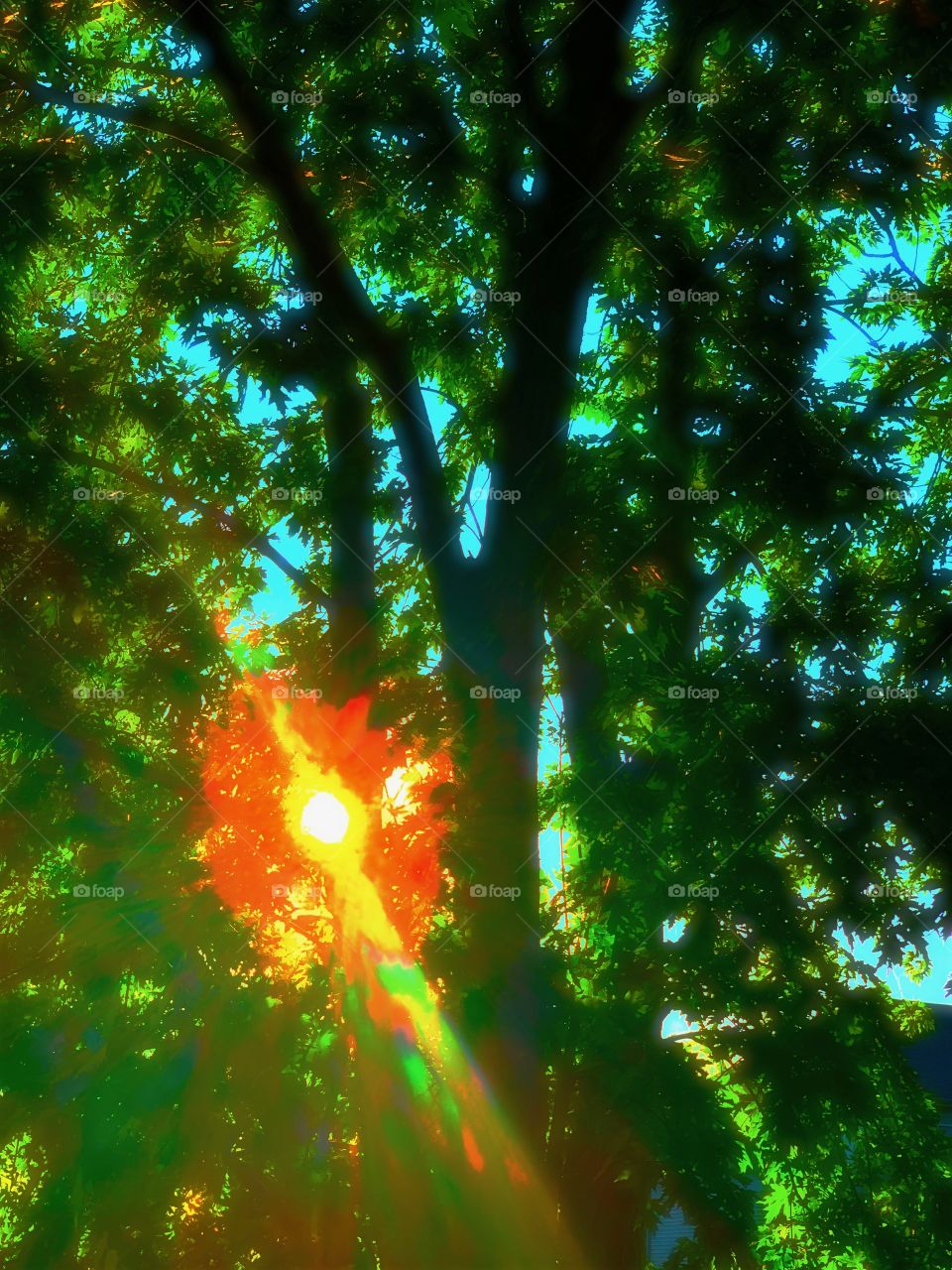 rays of the setting sun shining through tree leaves
