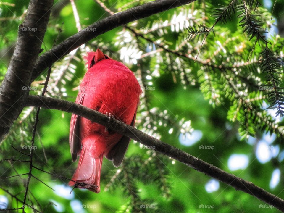 Cardinal Montreal botanical gardens 