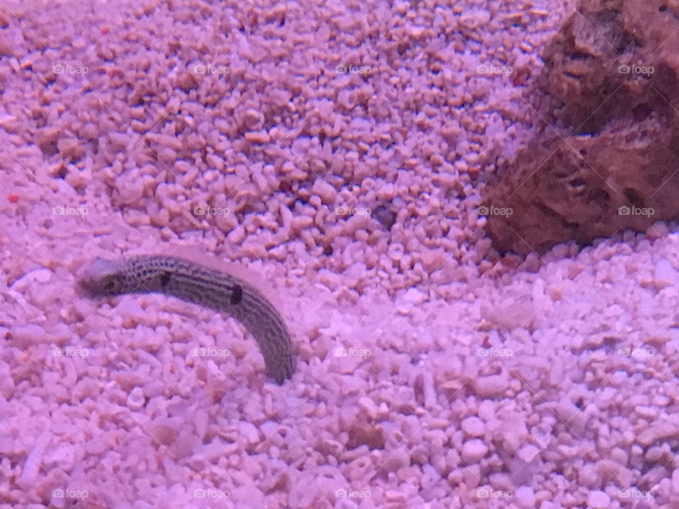 Underwater, Sea, Ocean, Fish, Coral