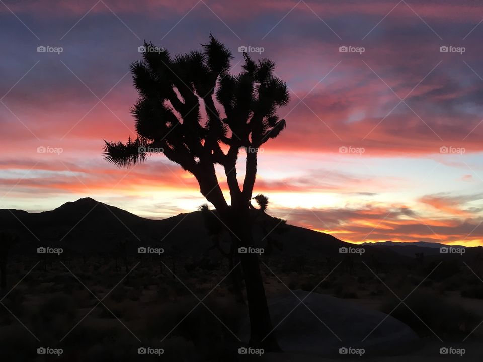 Desert at sunset Joshua tree