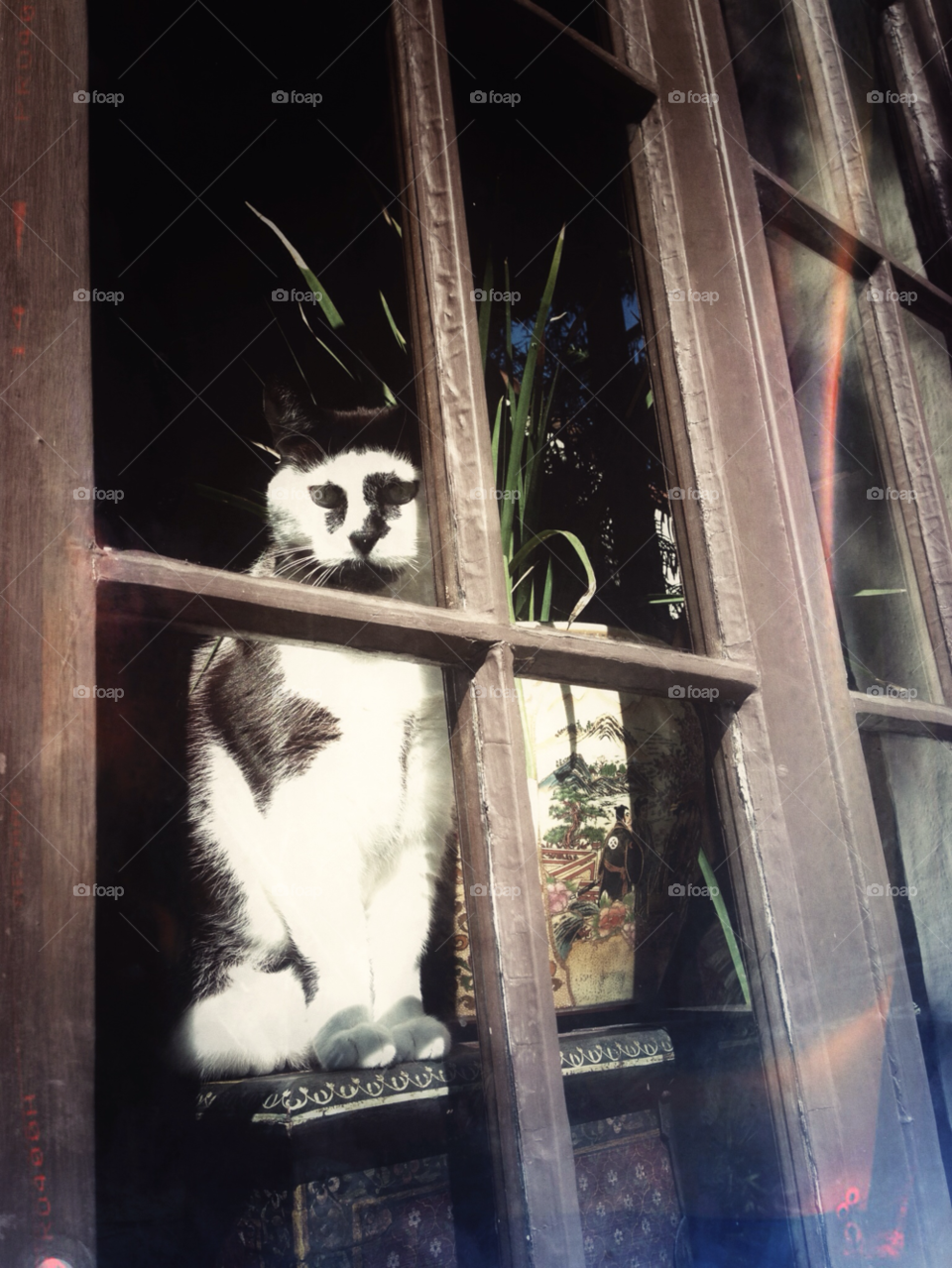glass cat animal window by Jennz4