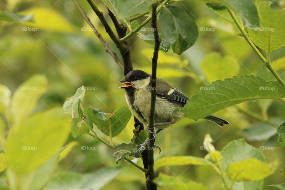 singing great tit