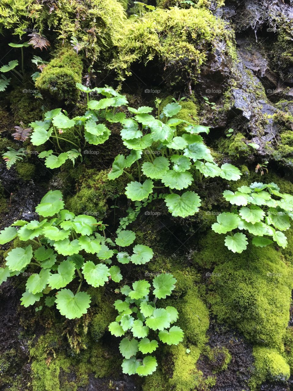 Greenery 