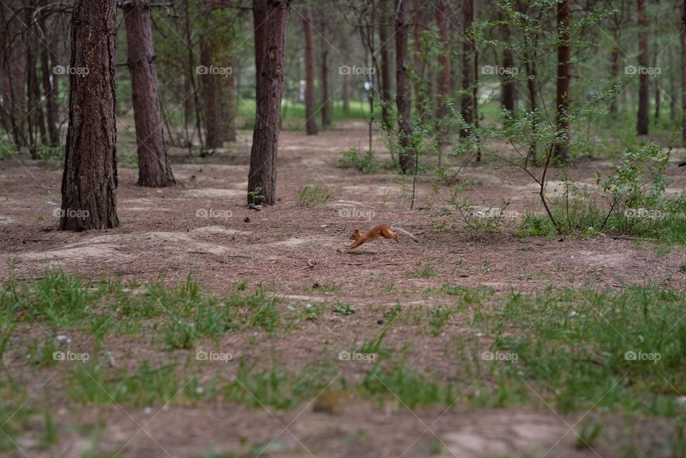 Squirrel running in a park in Almaty