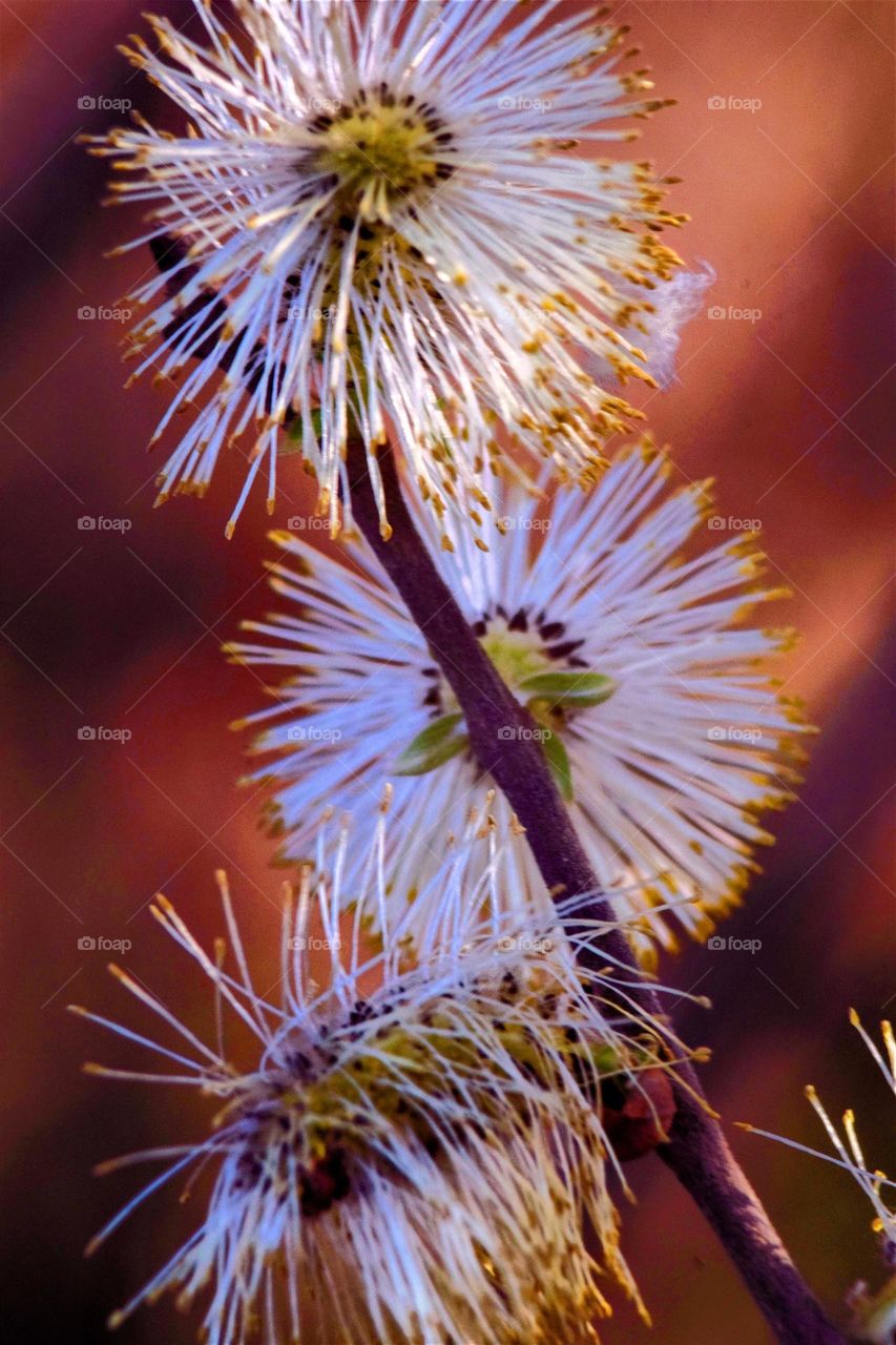 close up macro picture with white willow catkins and warm red background