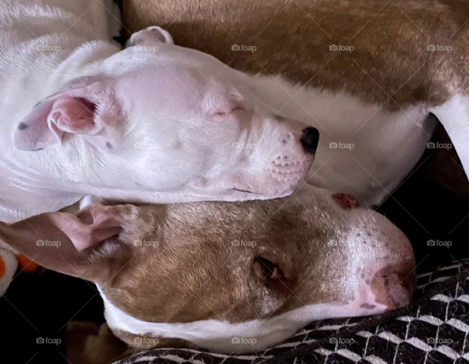 Noble elder brindle with white blaze pit bull terrier allowed all white puppy pit bull to use his head as a pillow while both napped.