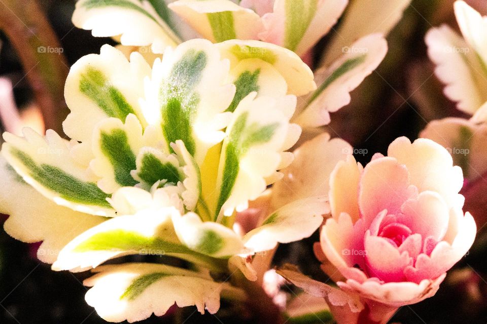 Macro shot of a pink & cream flowered sedum with green and cream notched leaves. The sun makes the leaves of the succulent glow making the plant look like a candy confection.  