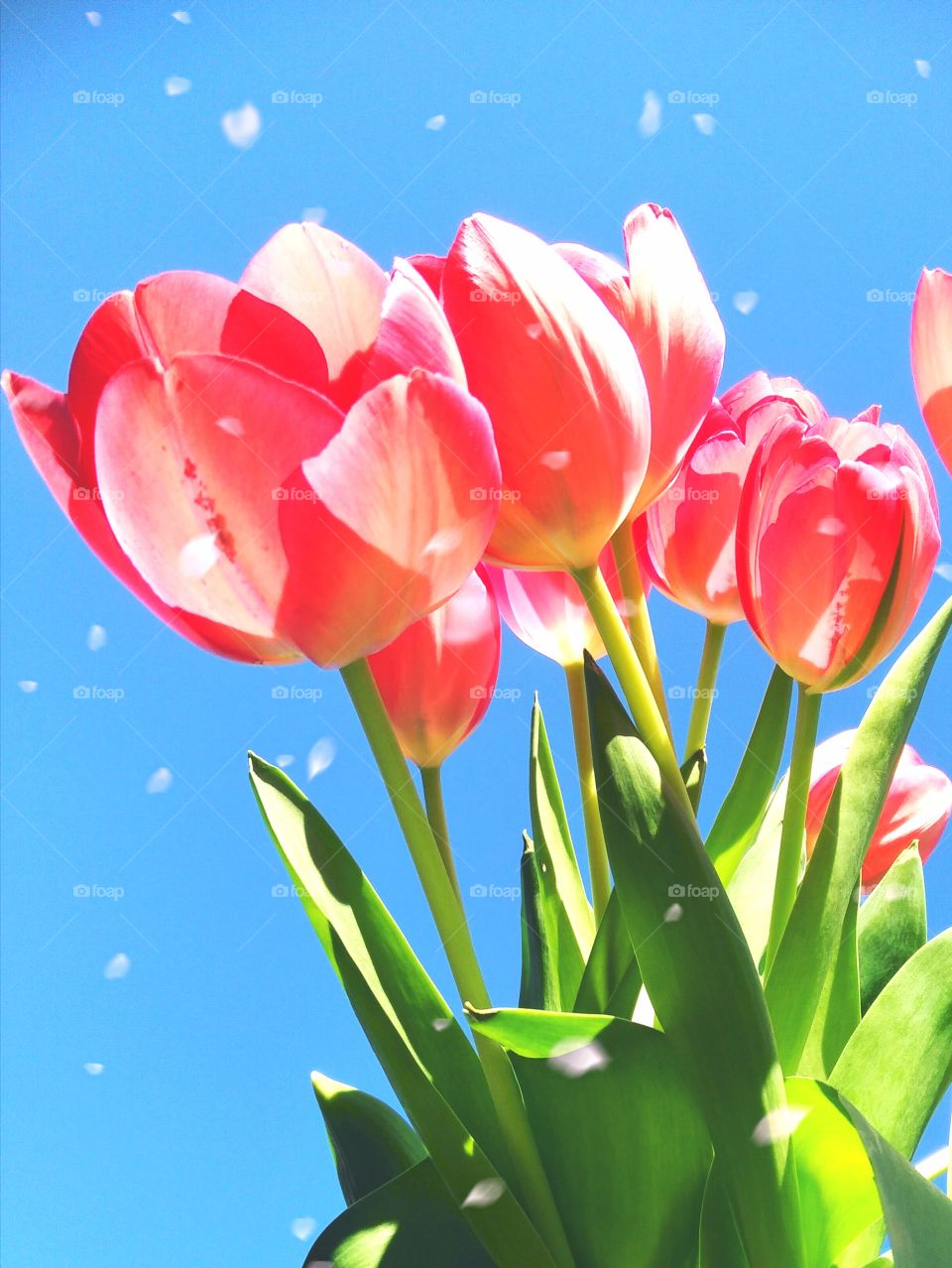 tulip in the spring
Tulpen im Frühling