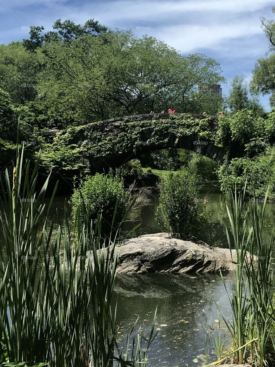 The green bridge 